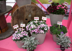 Another new series of Hem Genetics; Dianthus Loving White.